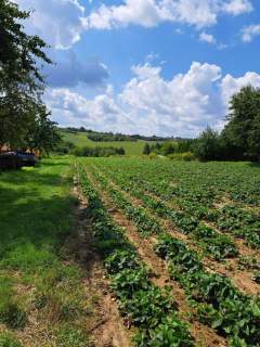 Szczodrkowice, dz. bud. gmina Skała, 59 arów