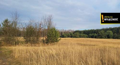 Działka blisko lasu.