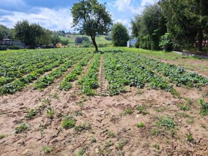 Szczodrkowice, dz. bud. gmina Skała, 59 arów