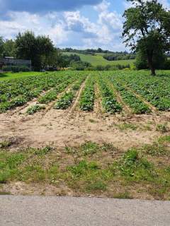 Szczodrkowice, dz. bud. gmina Skała, 59 arów