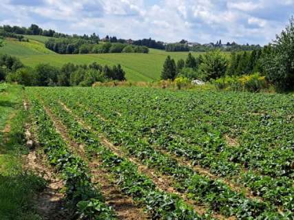 Szczodrkowice, dz. bud. gmina Skała, 59 arów