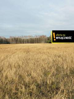 Działka blisko lasu.