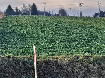 Skała, okolice Krakowa, działka 428 m2.