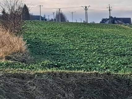 Skała, okolice Krakowa, działka 428 m2.
