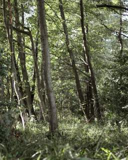 Marszewo 3029 m działka budowlana z lasem i sadem