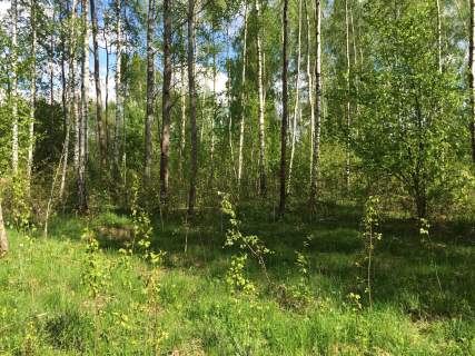 Puszcza Białowieska, Teremiski, 2.900 m2