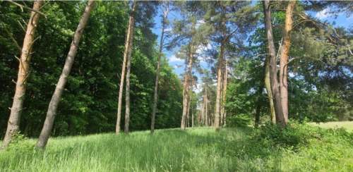 Zębice, gm. Siechnice, 40 085 m2, budowlana MN, przy lesie