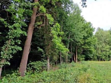 PIĘKNA, DUŻA DZIAŁKA LEŚNA - SITNICA GMINA BIECZ 