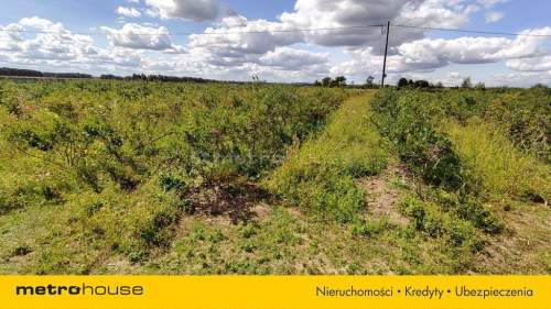 Sprzedam dom w Ruszkowie na 3,2 ha działce