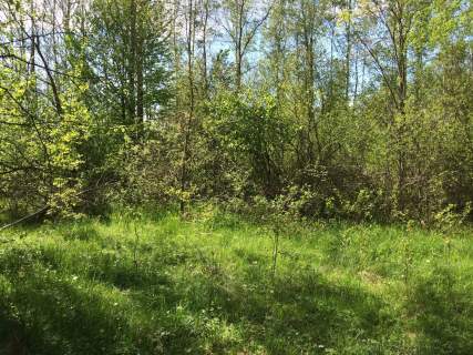Puszcza Białowieska, Teremiski, 2.900 m2