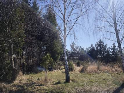 Wyględy-urokliwa działka z drzewami