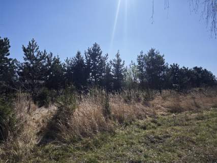 Wyględy-urokliwa działka z drzewami