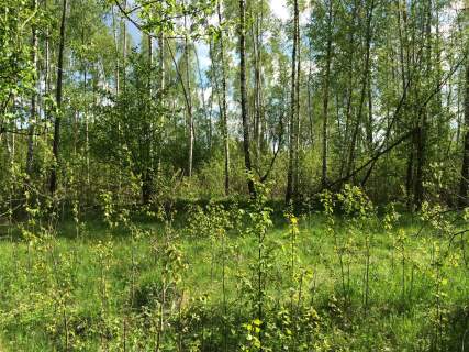 Puszcza Białowieska, Teremiski, 2.900 m2