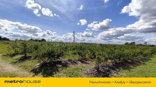 Sprzedam dom w Ruszkowie na 3,2 ha działce