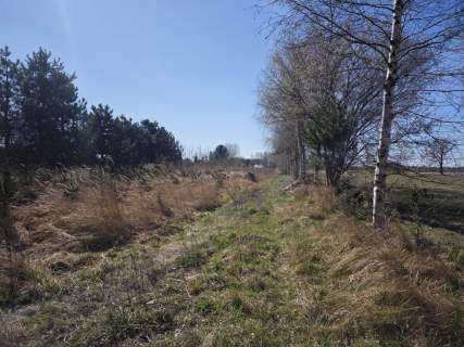 Wyględy-urokliwa działka z drzewami