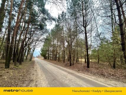Stary Adamów, działki budowlane w otoczeniu lasu
