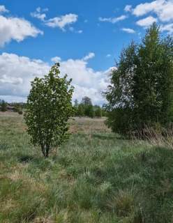 Działka rolno-budowlana 5226m2 Bielsk Podlaski
