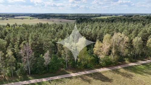 50-letni Las Brzoza Sosna Gmina Rajgród