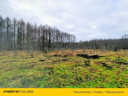 Urocza działka przy lesie Kol. Strzelce Dobroszyce