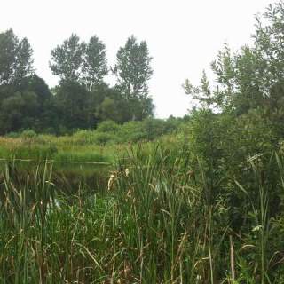 Dygowo teren 10,2 ha ze stawem w lesie