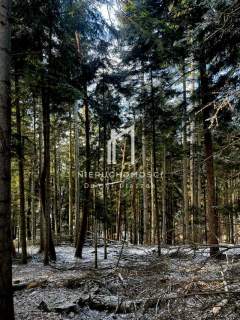 DUŻY LAS 100-LETNI, PIETRUSZA WOLA, GM. WOJASZÓWKA, 3,46HA
