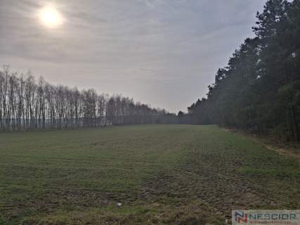 Dwie działki budowlane po 1000 m w Boroszkowie