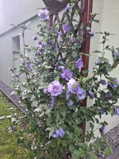 Sprzedam dom z pięknym ogrodem