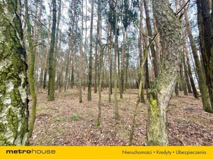 Stary Adamów, działki budowlane w otoczeniu lasu