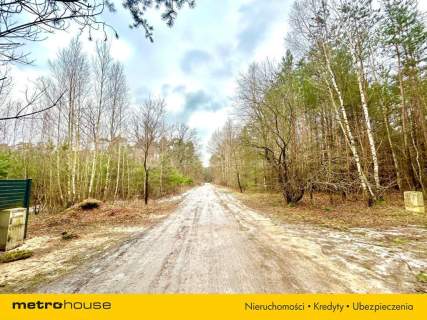 Stary Adamów, działki budowlane w otoczeniu lasu