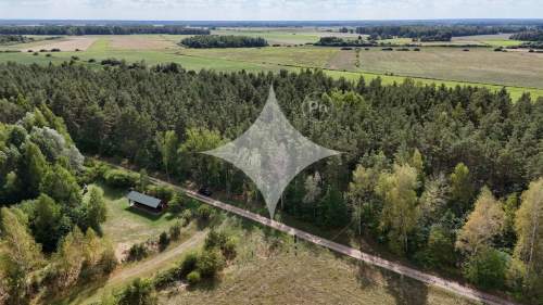50-letni Las Brzoza Sosna Gmina Rajgród