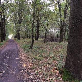 Dygowo teren 10,2 ha ze stawem w lesie