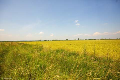 Działka rolna Szczurowa- Brzesko-Małopolska