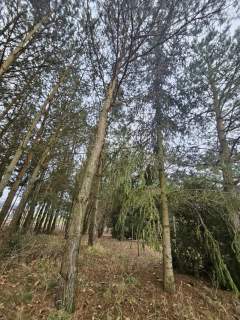 Działka 5900m2, z domem zalesiona