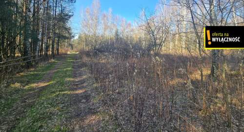 Działka w lesie z warunkami zabudowy koło Połańca