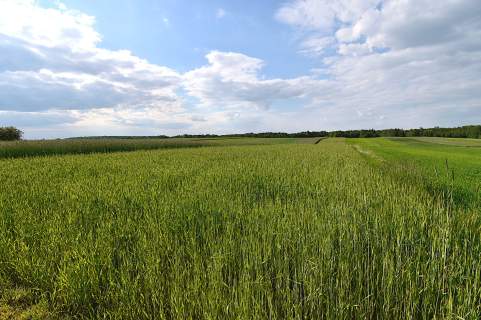 Sprzedam działkę rolno-budowlaną
