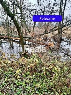 Działka siedliskowa na sprzedaż, 3000 m2, Złotopolice