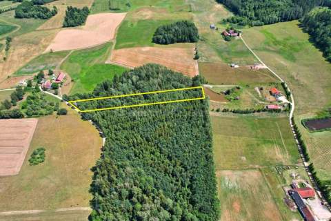 70 letni Las 3000 m2 z dobrym dojazdem Kukowo