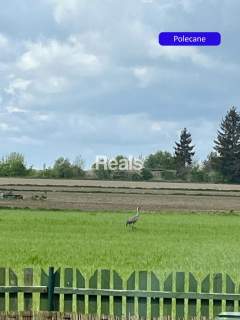 Działka siedliskowa na sprzedaż, 3000 m2, Złotopolice