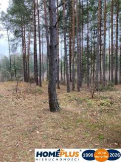 Działka leśna 2,31 ha, w Łosie koło Radzymina