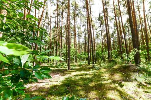 2 działki nad Narwią - Poddębie k. Wieliszewa