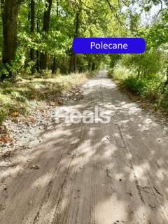 Działka siedliskowa na sprzedaż, 3000 m2, Złotopolice