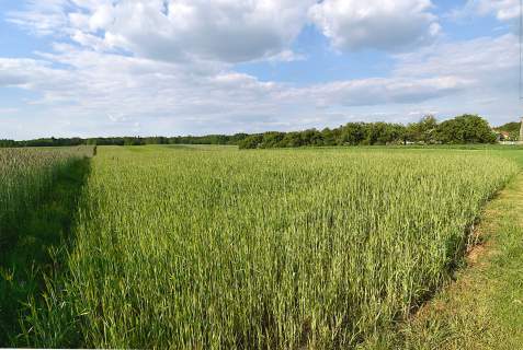Sprzedam działkę rolno-budowlaną