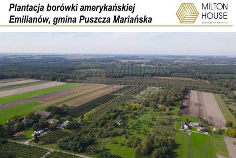 Dom, gospodarstwo rolne, plantacja borówki