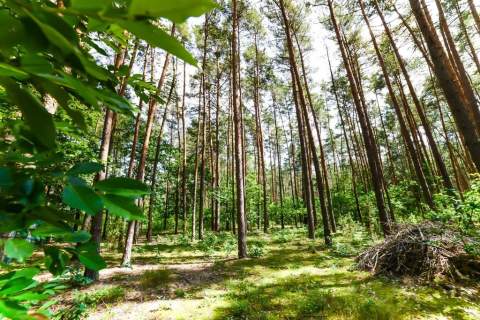 2 działki nad Narwią - Poddębie k. Wieliszewa