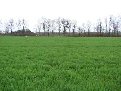 Działka nad rzeką Narew w miejscowości Gzowo