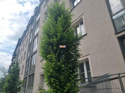 Lokal ok. 34m2 na wynajem 