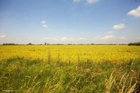 Działka rolna Szczurowa- Brzesko-Małopolska