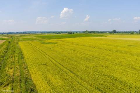 Działka rolna Szczurowa- Brzesko-Małopolska