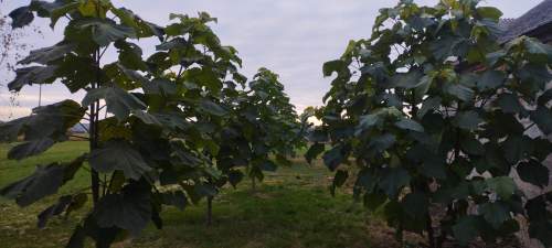 Siedlisko 2,25 ha dom 148 m garaż światłowód asfalt