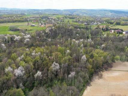 Twój prywatny las blisko Tarnowa - 98 arów spokoju i natury 